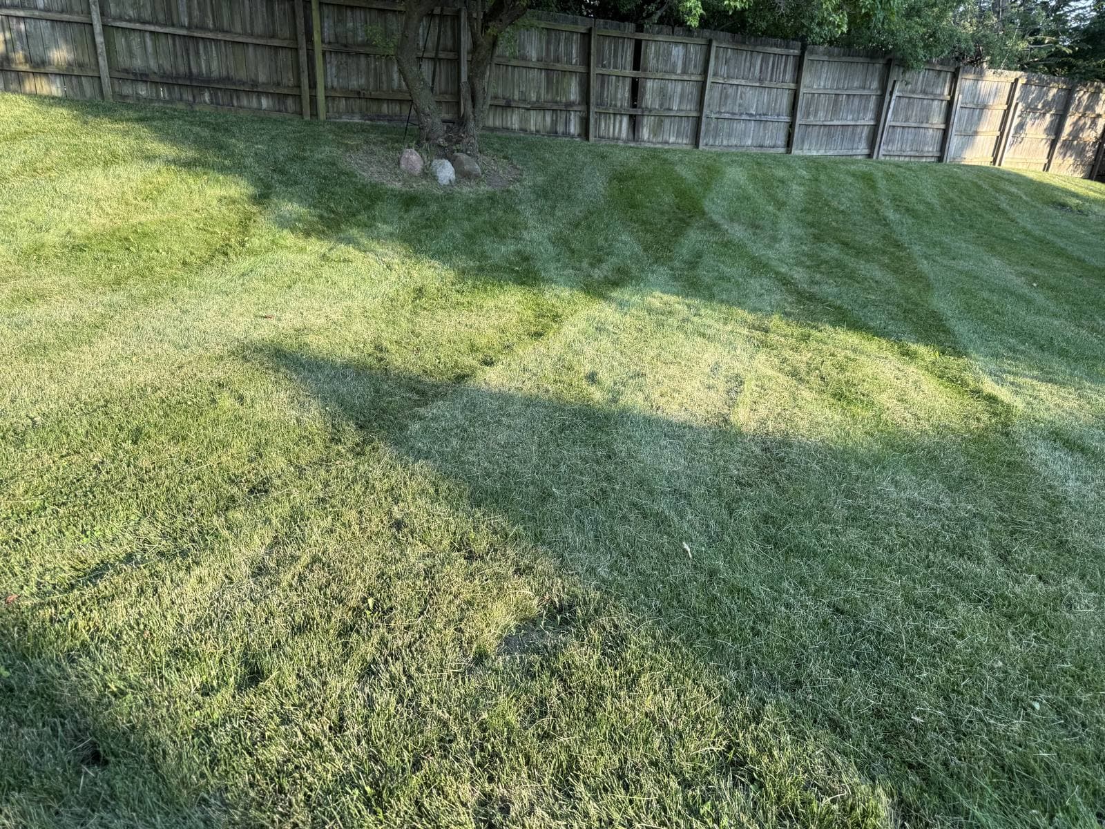 A thick, freshly mowed green lawn beside a wood fence